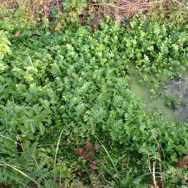 Nasturtium officinale Habitat