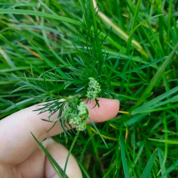 Conopodium majus Flower