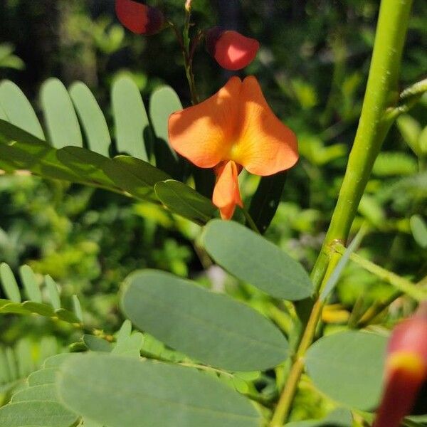 Sesbania punicea Flor