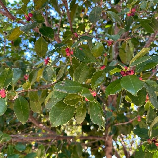 Ficus microcarpa Характер