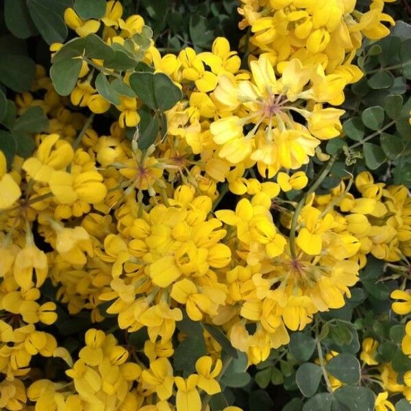 Coronilla valentina Flower