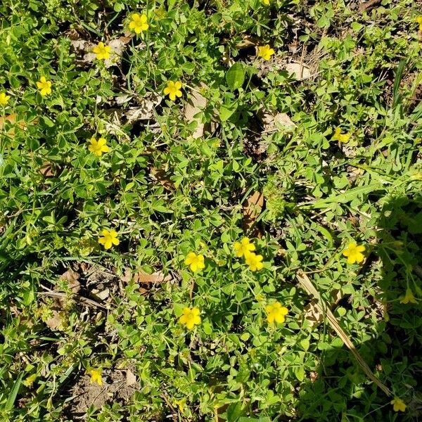 Oxalis dillenii Flors