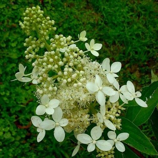 Hydrangea paniculata Flower