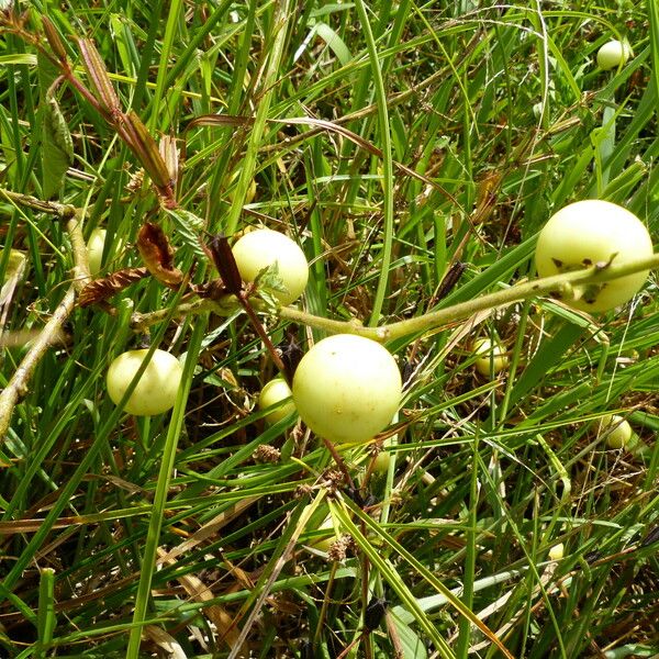 Solanum viarum Ffrwyth