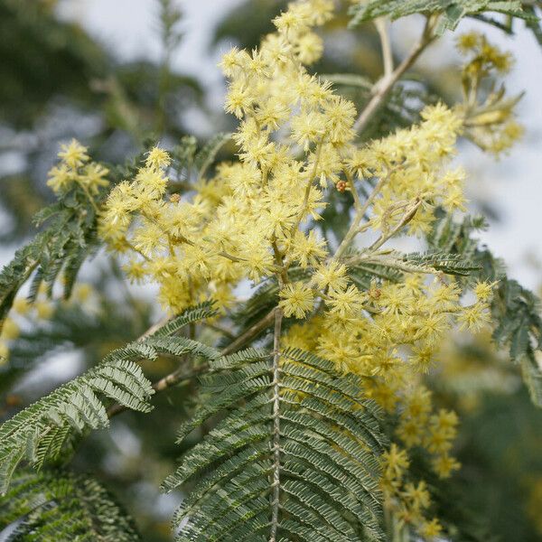 Acacia mearnsii Blatt