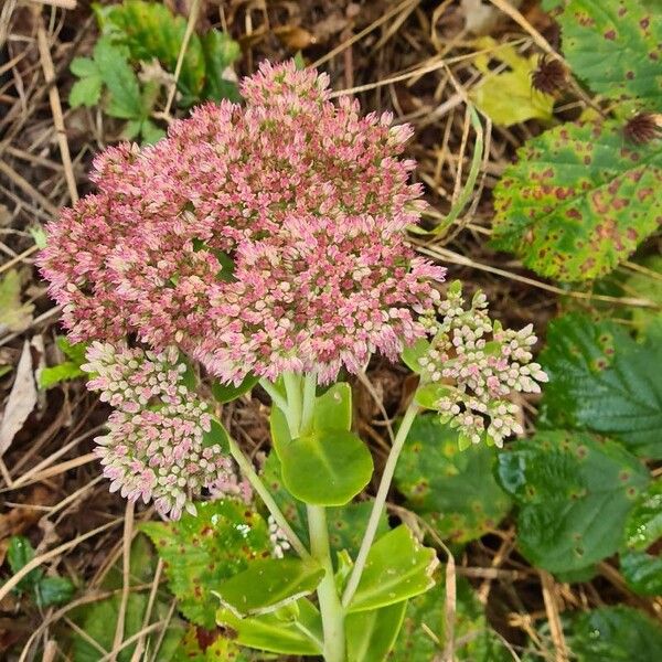 Hylotelephium telephium Flower