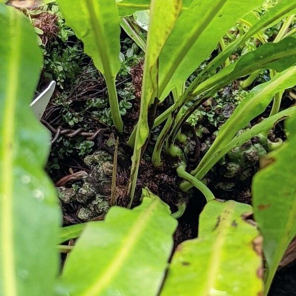 Campyloneurum xalapense