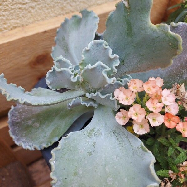 Echeveria shaviana Flower