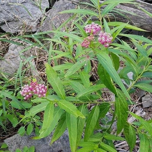 Asclepias incarnata Blüte