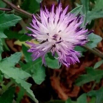 Centaurea aspera Žiedas