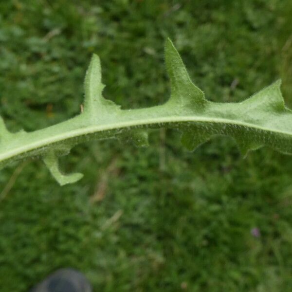 Leontodon hispidus Leaf