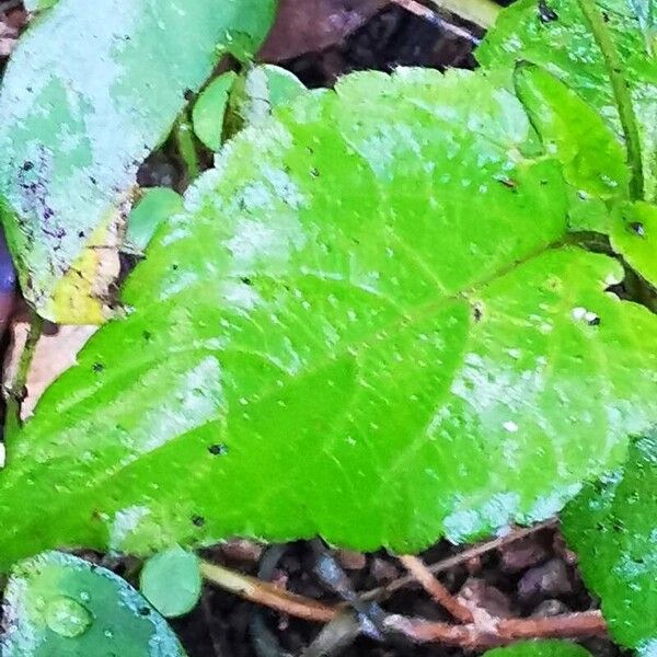 Priva lappulacea Leaf