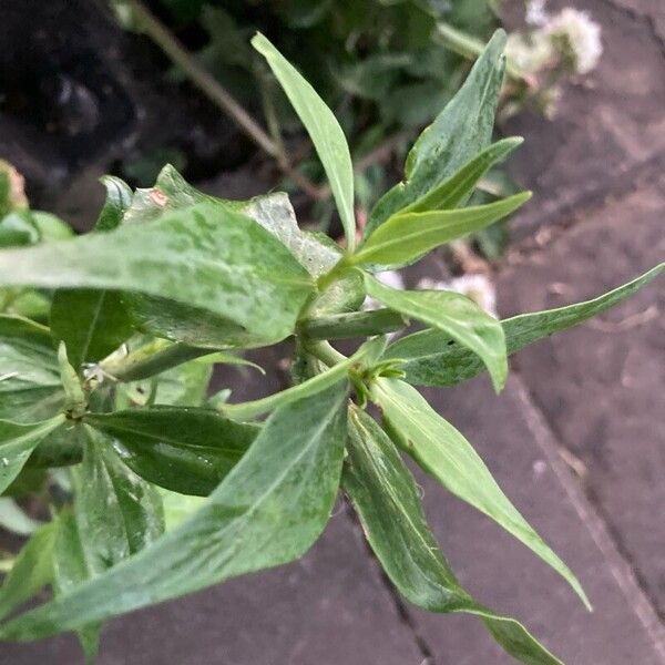 Valeriana lecoqii Leaf