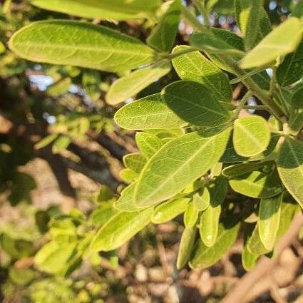 Maerua triphylla Leaf