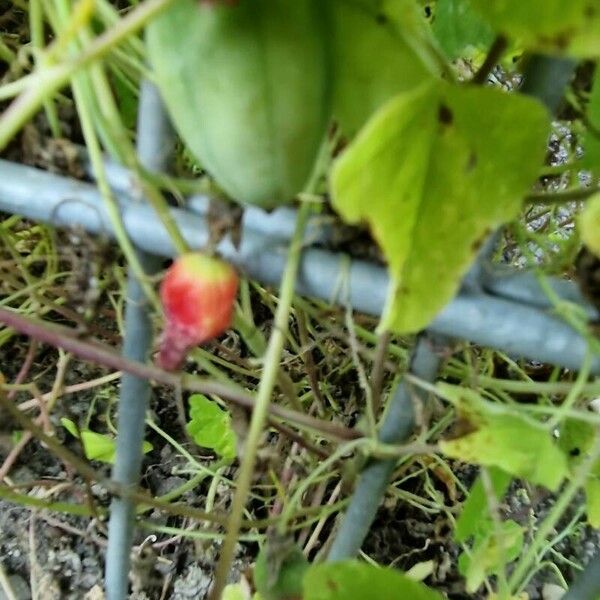 Coccinia grandis Фрукт