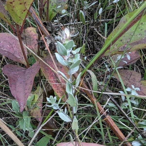 Symphyotrichum sericeum Blad