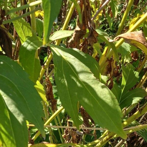 Rudbeckia nitida Листок