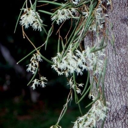 Dendrobium casuarinae Flower