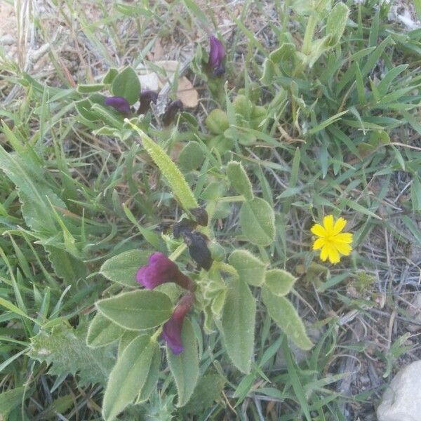 Vicia narbonensis Žiedas