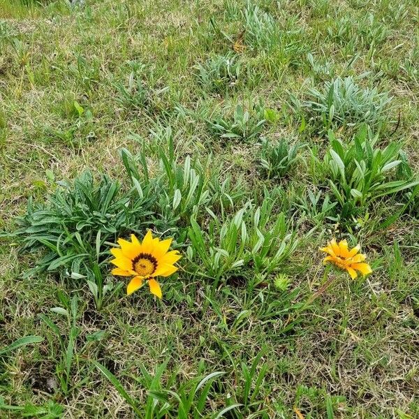 Gazania linearis 花