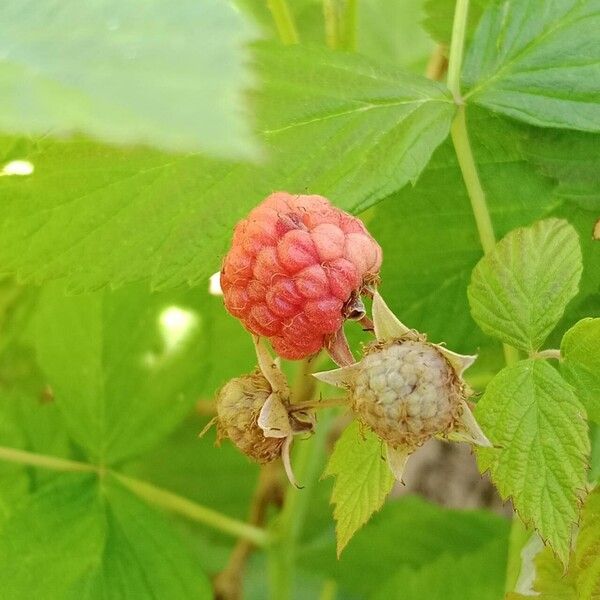 Rubus occidentalis Fruit