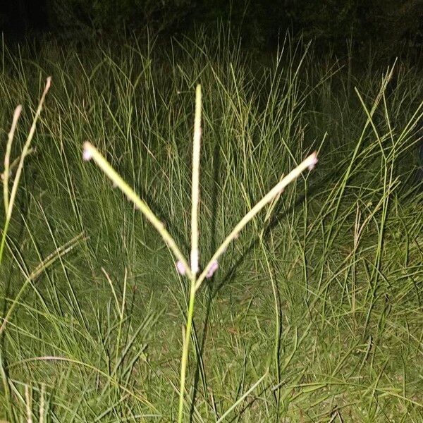 Paspalum notatum Fruit