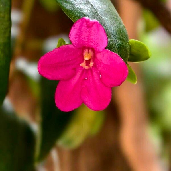 Ravenia spectabilis Bloem