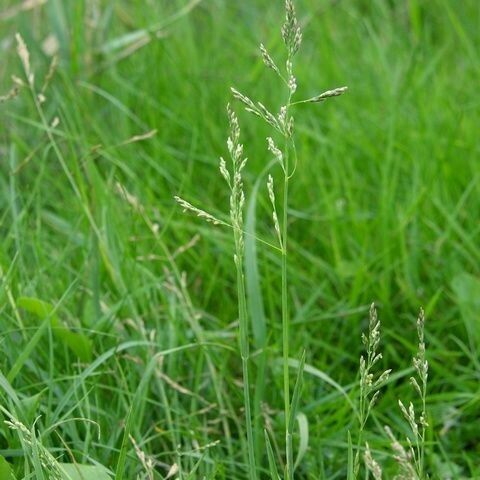 Puccinellia distans Habitatea