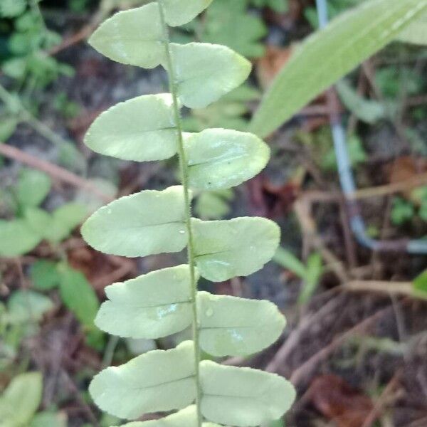 Asplenium platyneuron Folha