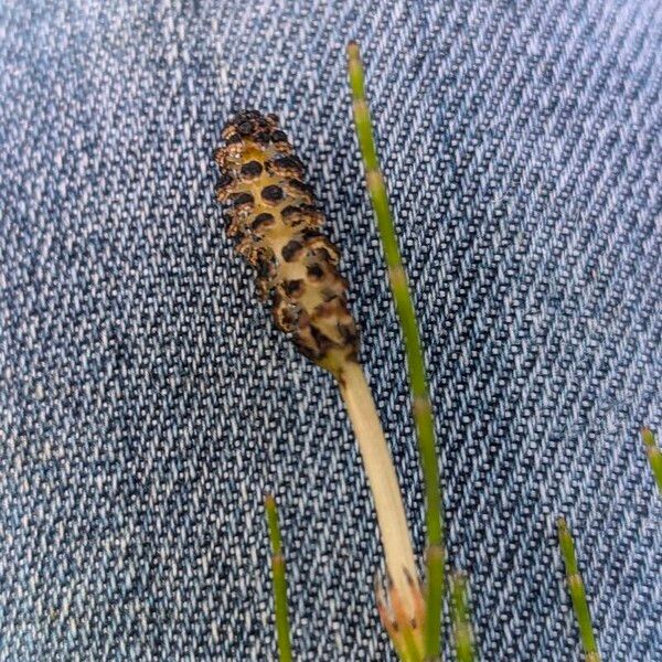 Equisetum palustre Frucht