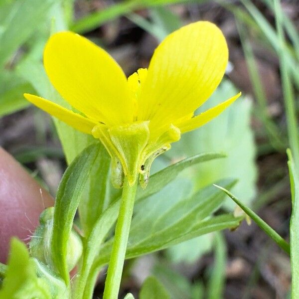 Ranunculus muricatus Žiedas