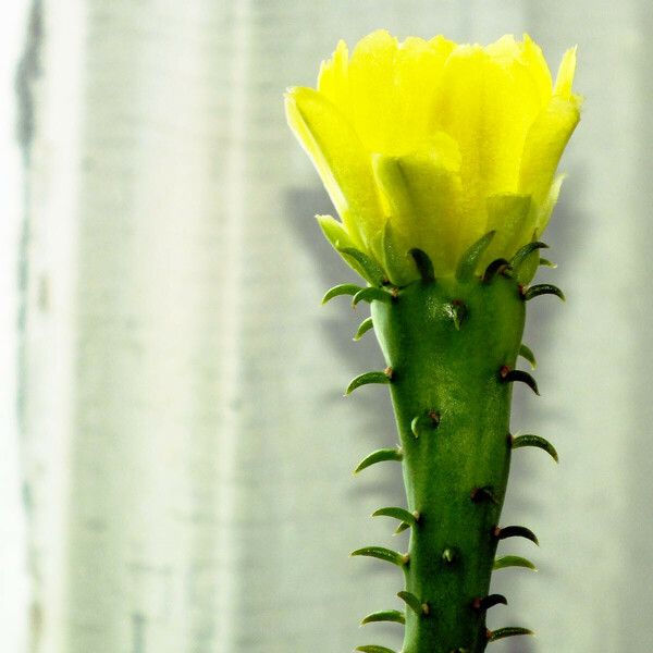 Opuntia ficus-indica Flor