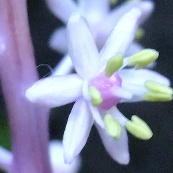 Scilla haemorrhoidalis Other