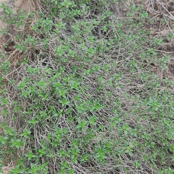 Thymus serpyllum 整株植物