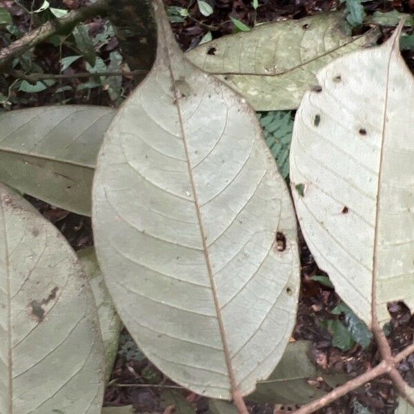 Anthonotha macrophylla Leaf