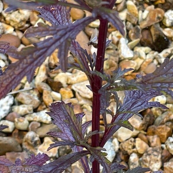 Verbena officinalis Yaprak