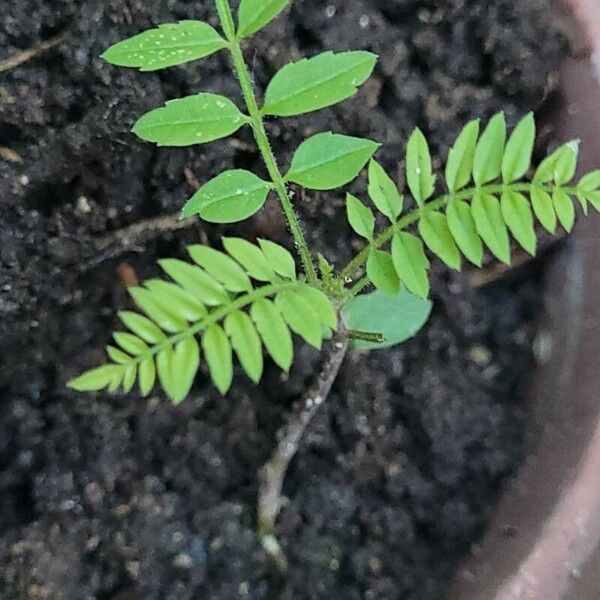 Jacaranda mimosifolia Hostoa