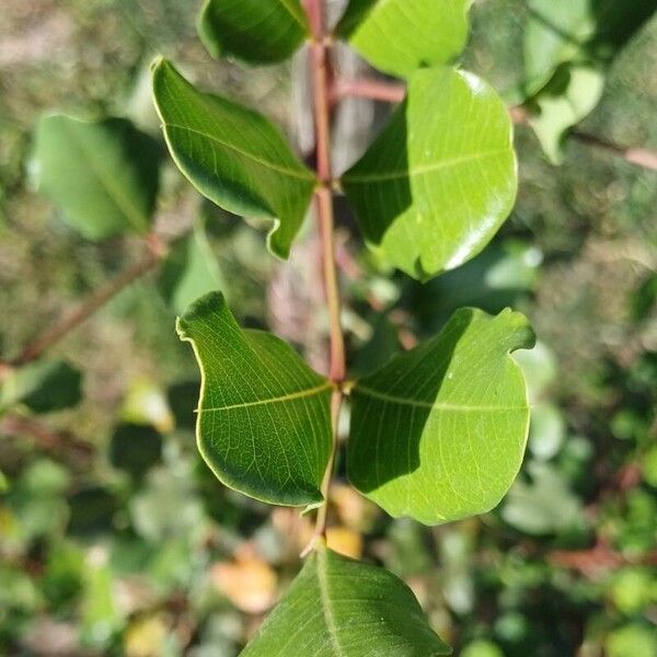 Ceratonia siliqua Leaf