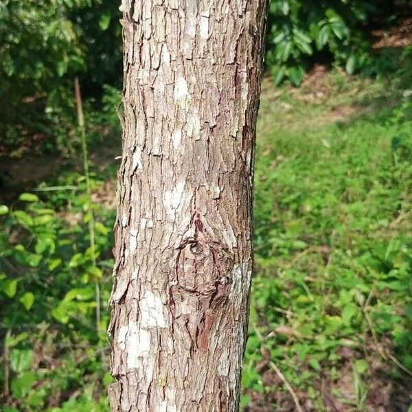 Harungana madagascariensis 树皮