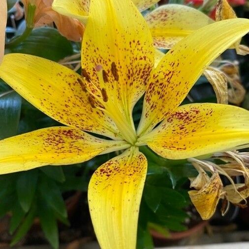 Lilium lancifolium Flower