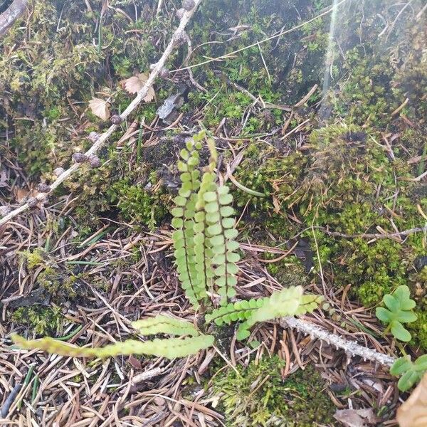 Asplenium trichomanes Frunză