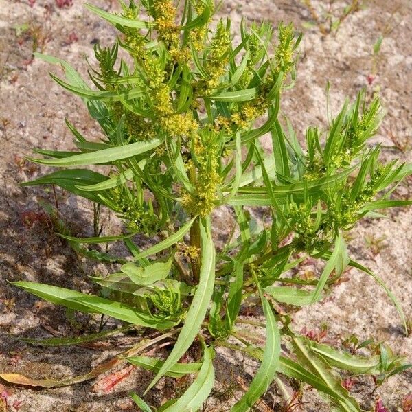 Rumex maritimus 葉