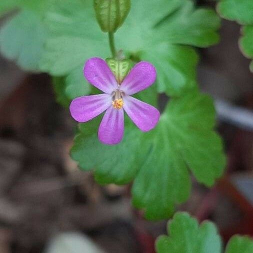 Geranium lucidum फूल