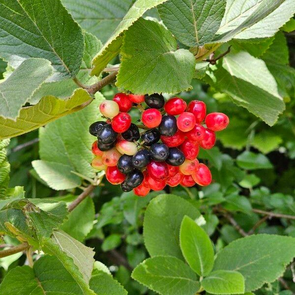 Viburnum lantana Frukt