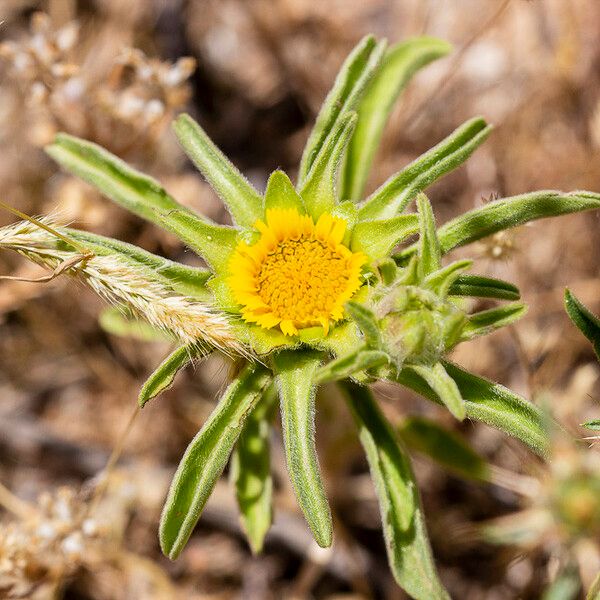 Asteriscus aquaticus Flower