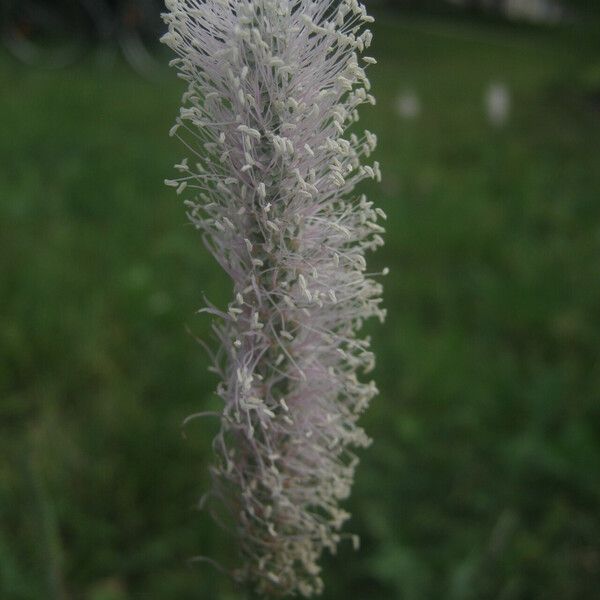 Plantago media Flower