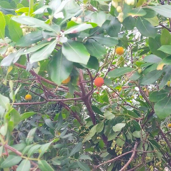 Arbutus andrachne Fruit