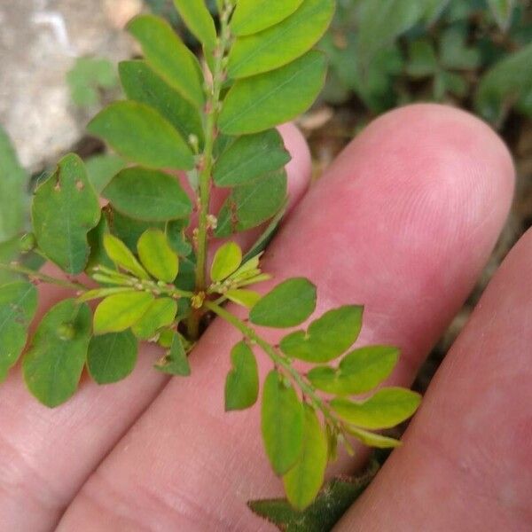 Phyllanthus tenellus Φύλλο