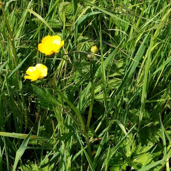 Ranunculus repens Costuma