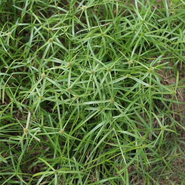 Cyperus aromaticus Habit